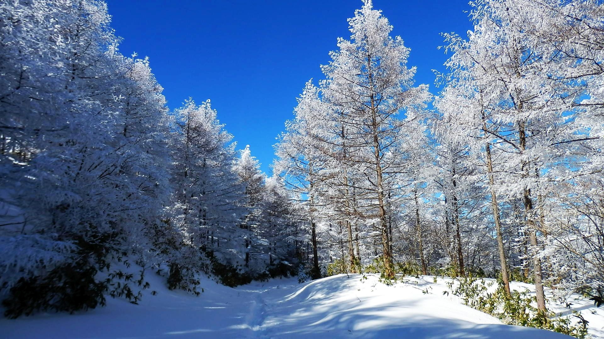 スキー場の雪景色　SNOWSEARCH