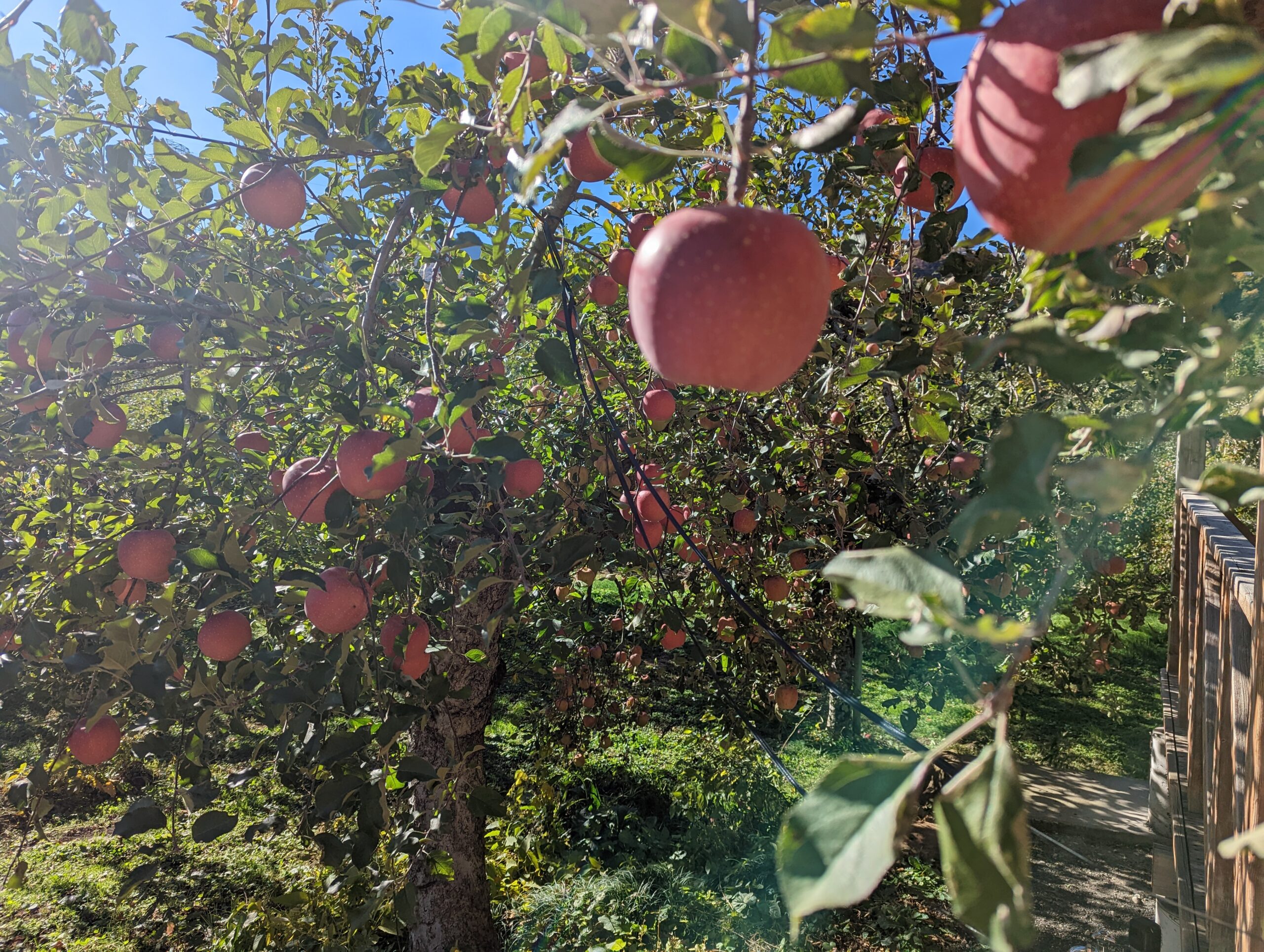 PXL_20221106_043744600